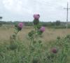 Bull Thistle with Bee_thumb.jpg 2.4K